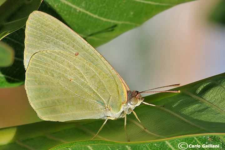 Catopsilia florella